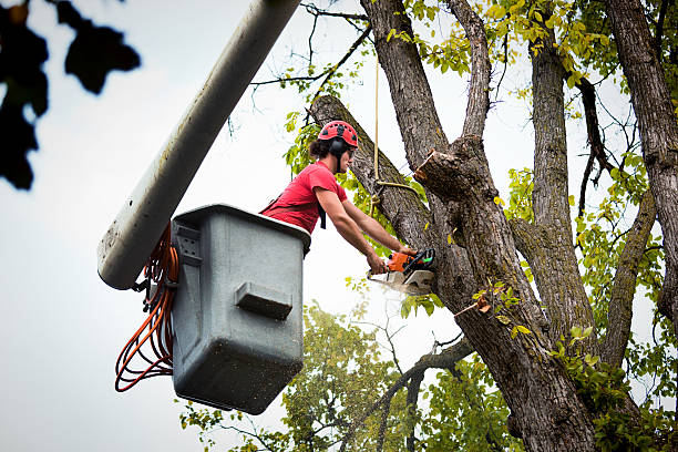 Best Commercial Tree Services  in Palo Cedro, CA